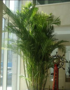 南通0513園藝 專業(yè)植物、花草、盆景租賃與養(yǎng)護(hù)服務(wù)