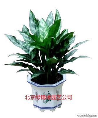 北京農(nóng)業(yè)園藝服務(wù) 花卉銷售、綠植租賃與鮮花批發(fā)全解析