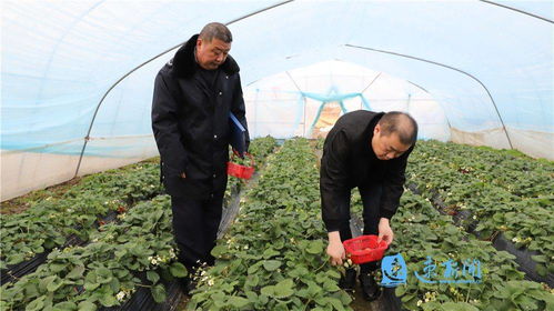宿豫 織密農產品質量安全防護網，筑牢農業園藝服務根基